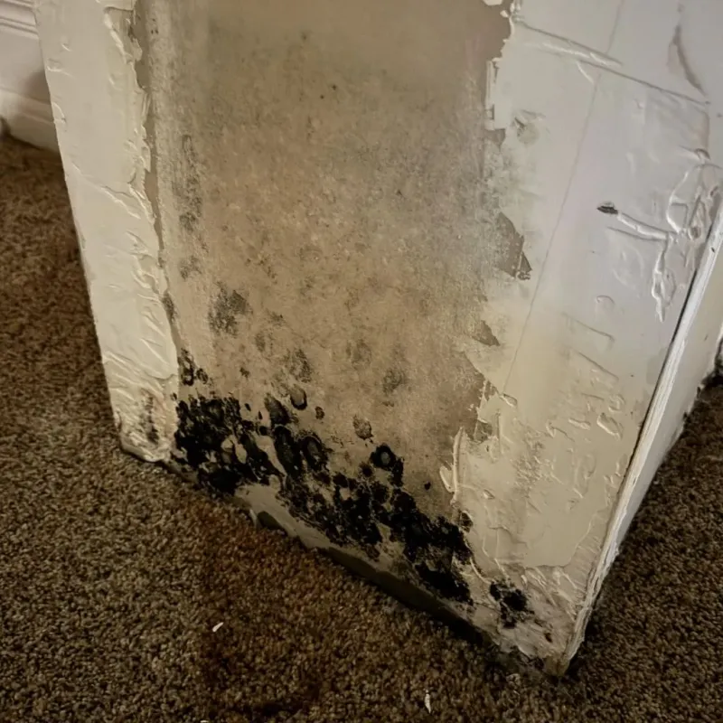 Professional Mold Removal in King and Queen Court House, VA